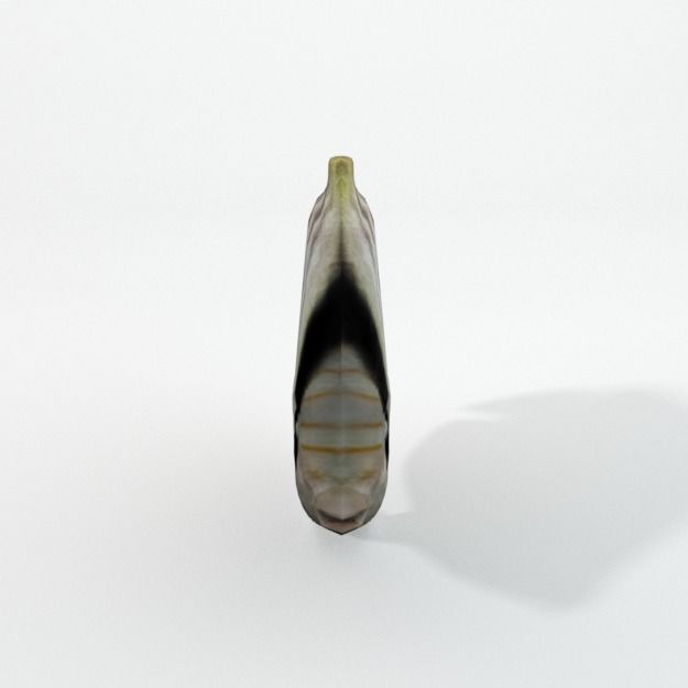 Butterfly fish Low-poly 3D model_2