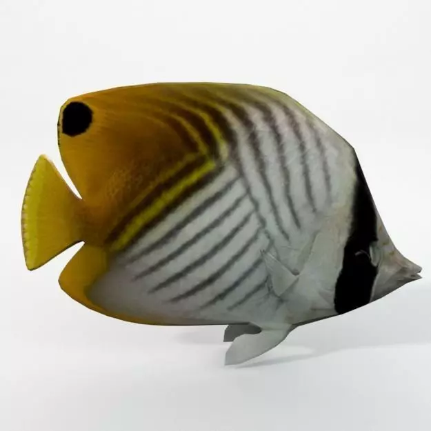 Butterfly fish Low-poly 3D model_0