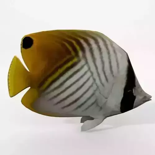 Butterfly fish Low-poly 3D model
