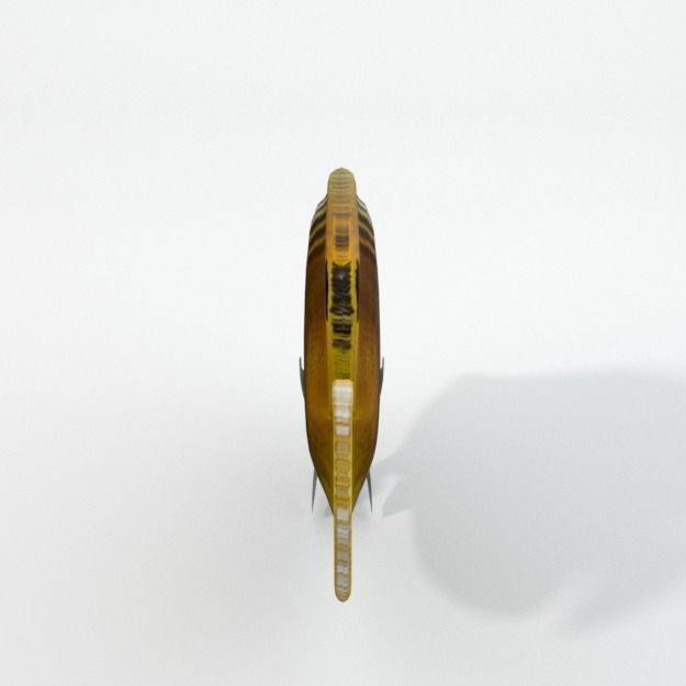 Butterfly fish Low-poly 3D model_3