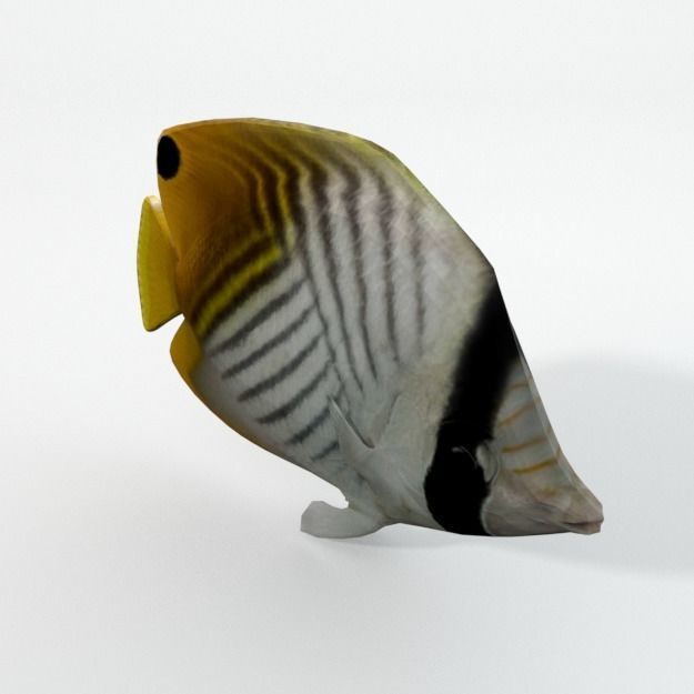 Butterfly fish Low-poly 3D model_1