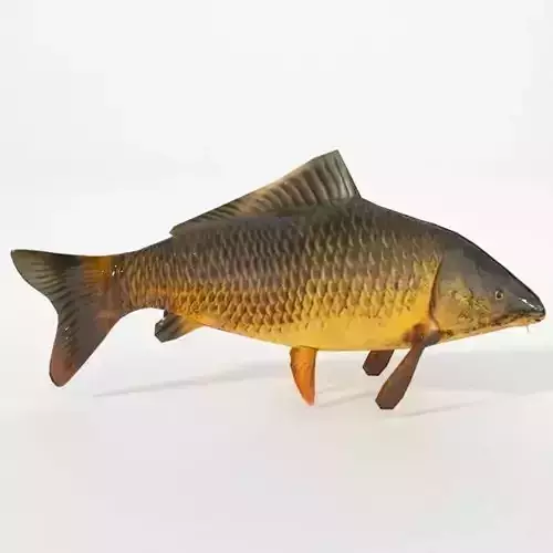 Carp fish Low-poly 3D model