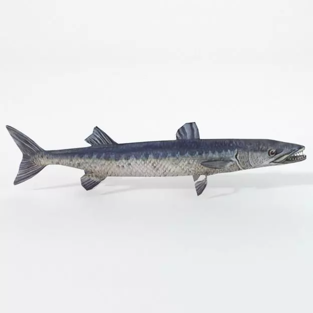 Barracudas fish Low-poly 3D model_0