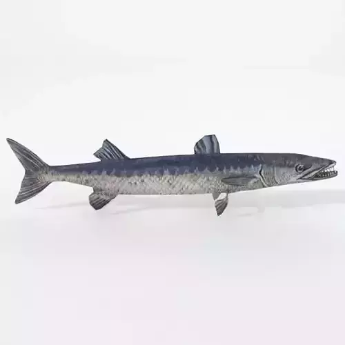 Barracudas fish Low-poly 3D model