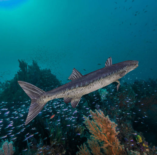 Barracudas fish Low-poly 3D model_4