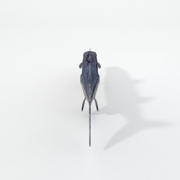 Barracudas fish Low-poly 3D model_5