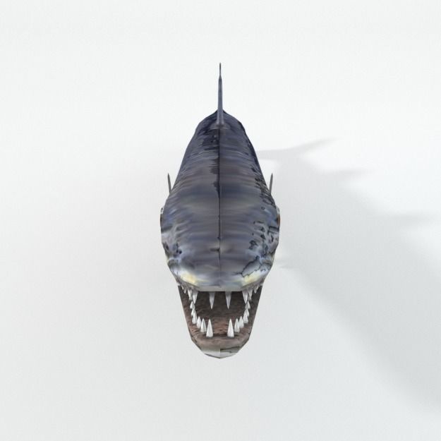 Barracudas fish Low-poly 3D model_3