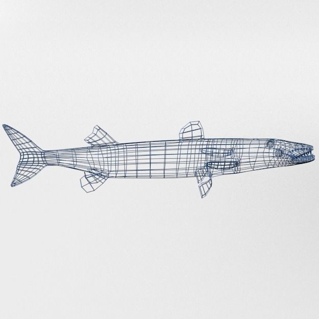 Barracudas fish Low-poly 3D model_8