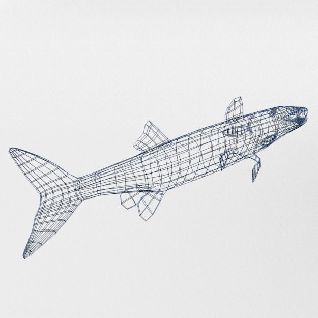 Barracudas fish Low-poly 3D model_9