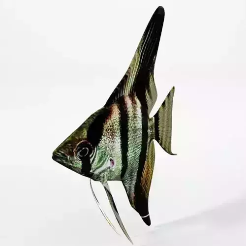Angelfish
