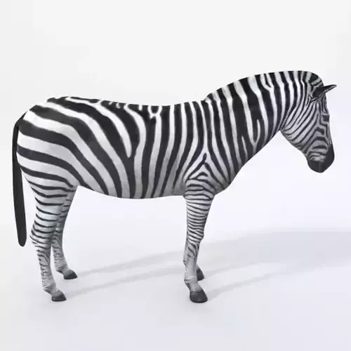 Zebra Low-poly 3D model