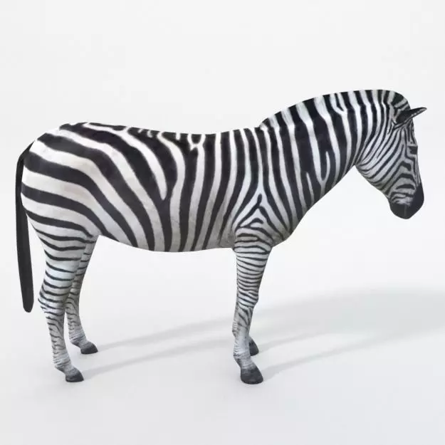 Zebra Low-poly 3D model_0