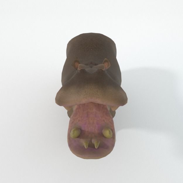 Hippopotamus Low-poly 3D model_3