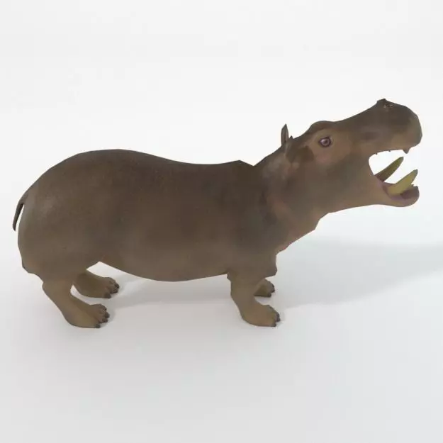 Hippopotamus Low-poly 3D model_0