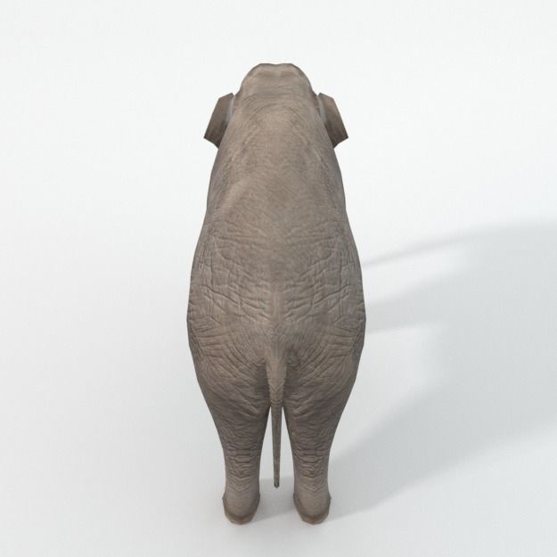 Elephant Low-poly 3D model_3