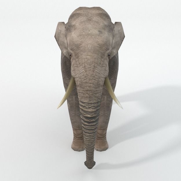 Elephant Low-poly 3D model_2