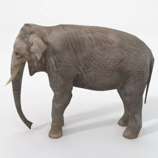 Elephant Low-poly 3D model_0