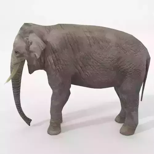 Elephant Low-poly 3D model