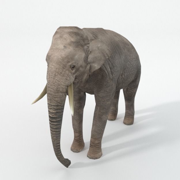 Elephant Low-poly 3D model_1