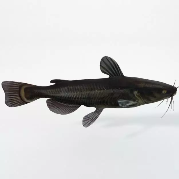 Catfish Low-poly 3D model_0
