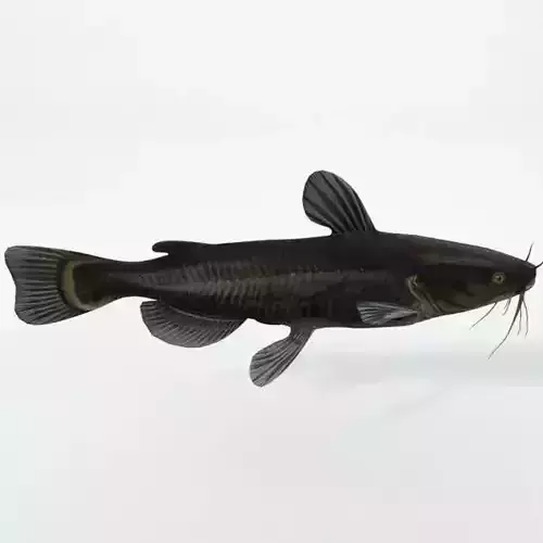 Catfish Low-poly 3D model