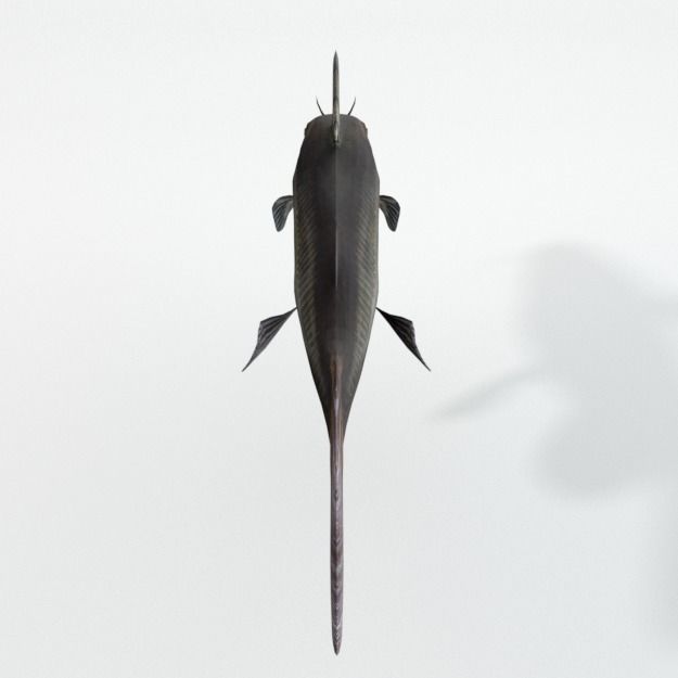 Catfish Low-poly 3D model_4