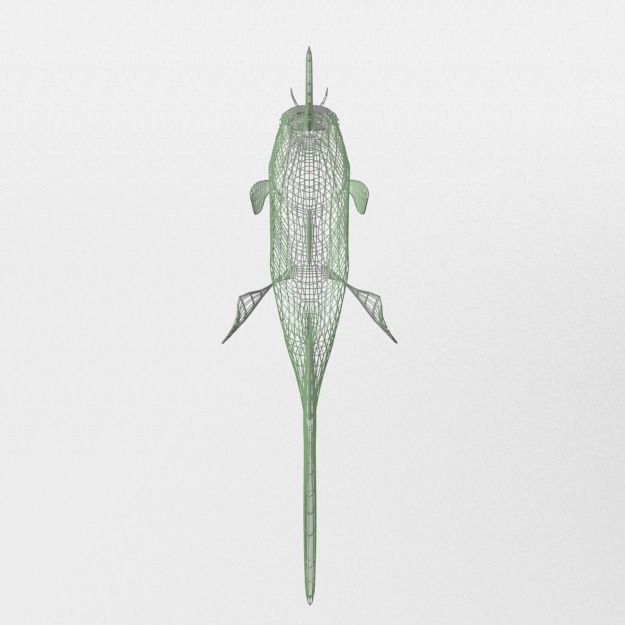 Catfish Low-poly 3D model_5