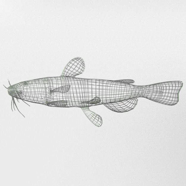 Catfish Low-poly 3D model_7