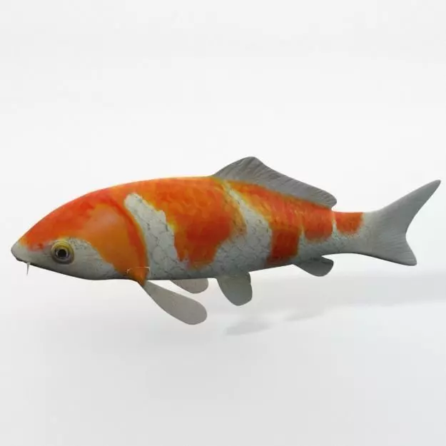 Koi fish Low-poly 3D model