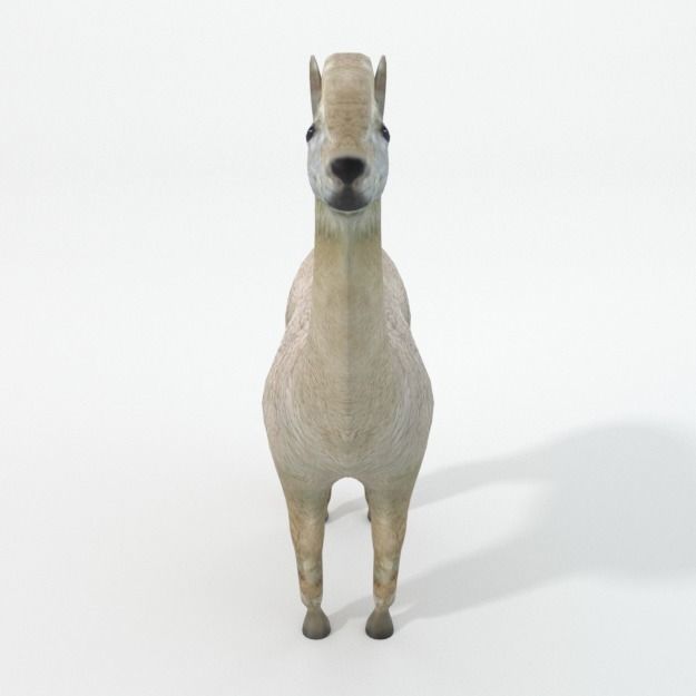 Llama alpaca Low-poly 3D model_2