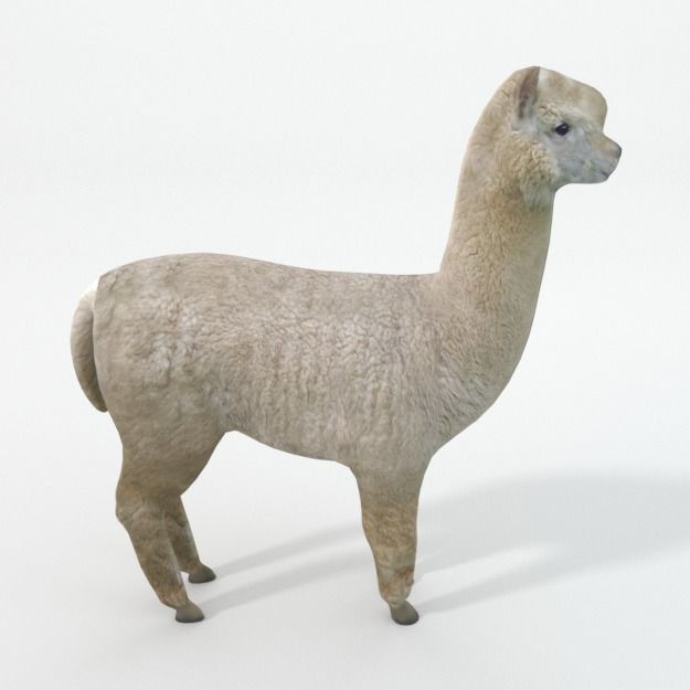 Llama alpaca Low-poly 3D model_1
