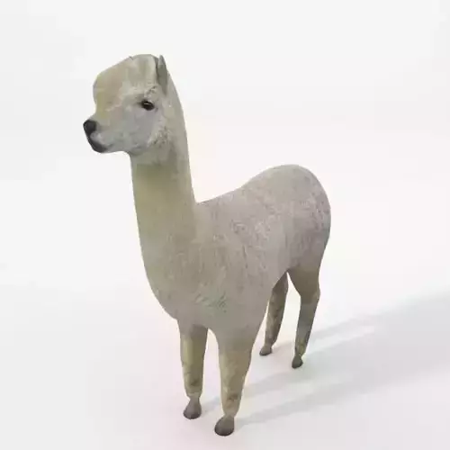 Llama alpaca