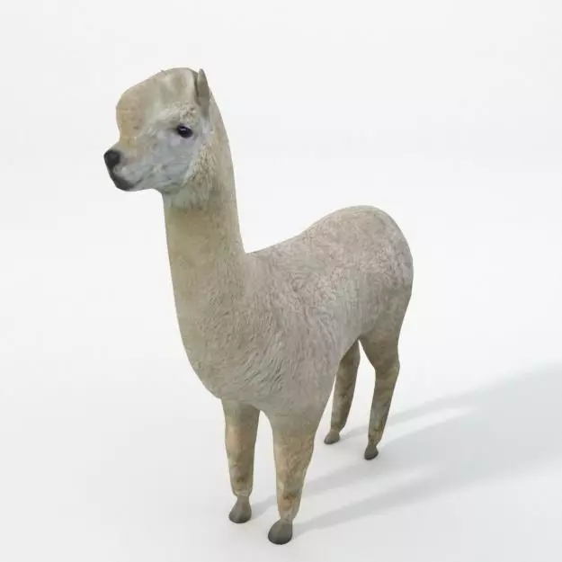 Llama alpaca Low-poly 3D model_0