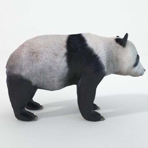 Panda bear Low-poly 3D model_1