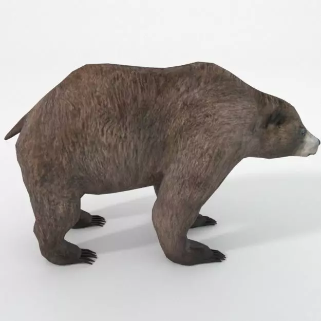 Grizzly bear Low-poly 3D model_0