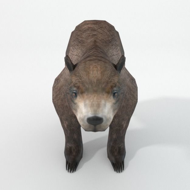 Grizzly bear Low-poly 3D model_2