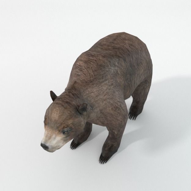 Grizzly bear Low-poly 3D model_1