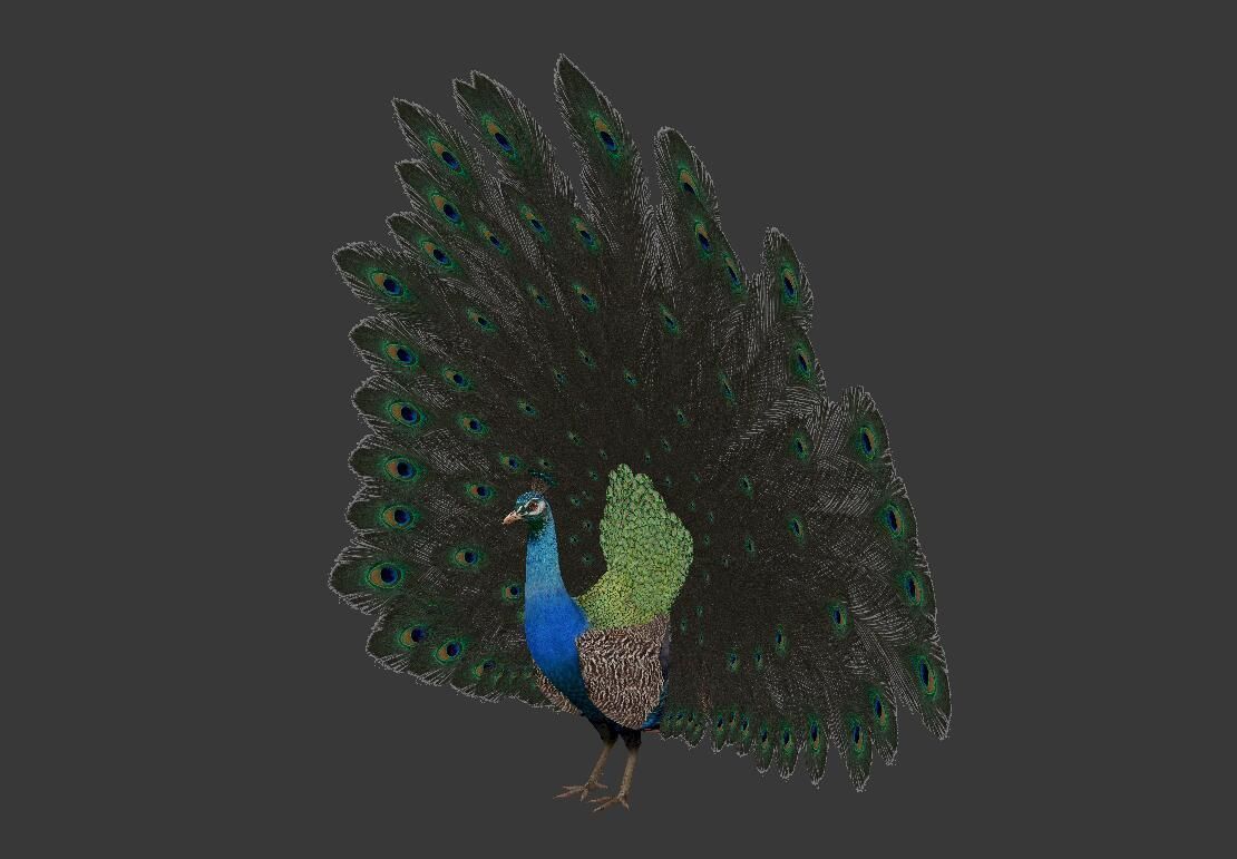 peacock Low-poly 3D model_3