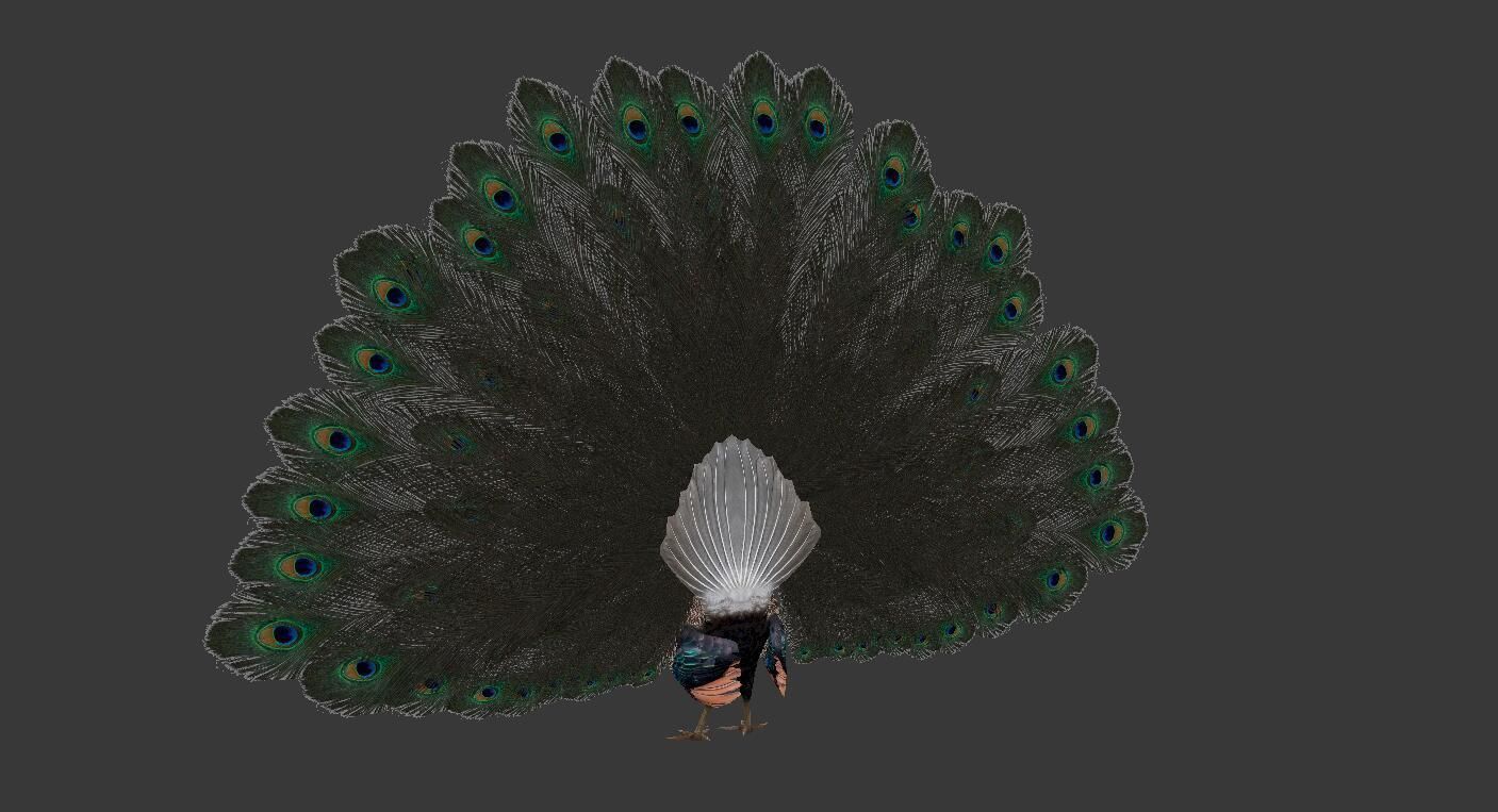 peacock Low-poly 3D model_5