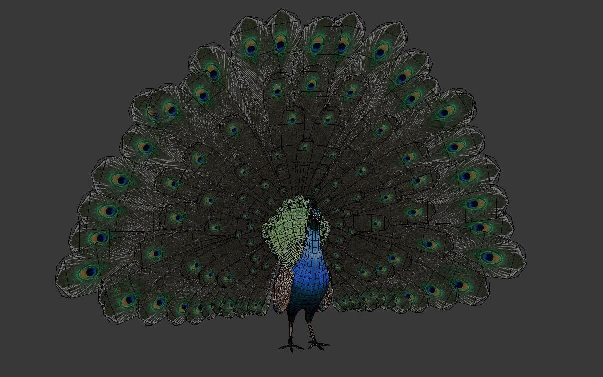 peacock Low-poly 3D model_2