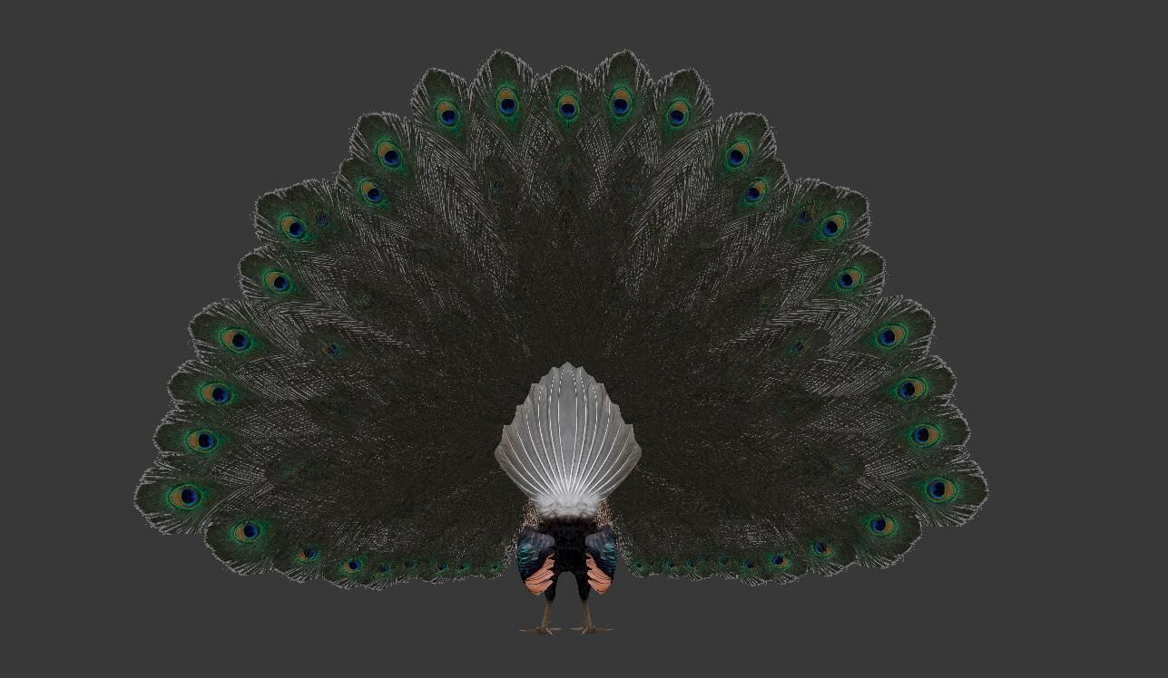 peacock Low-poly 3D model_4