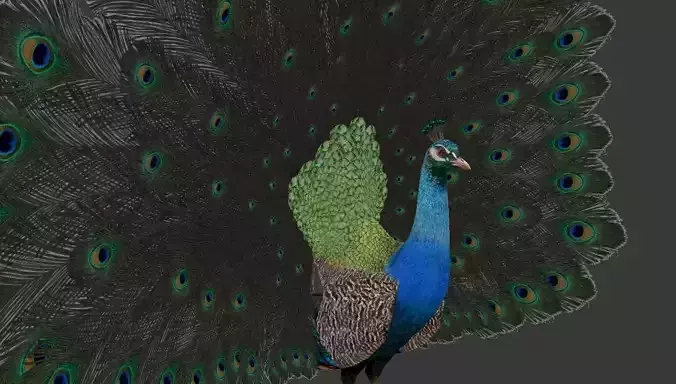 peacock
