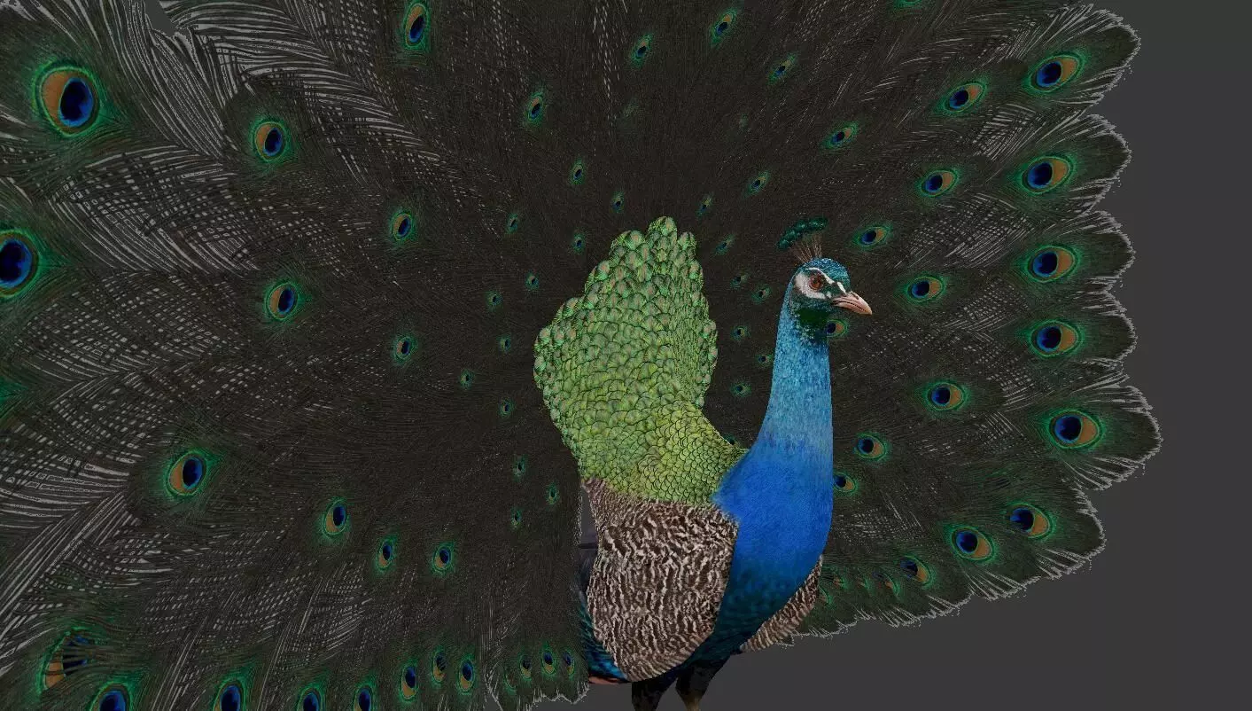 peacock Low-poly 3D model_0