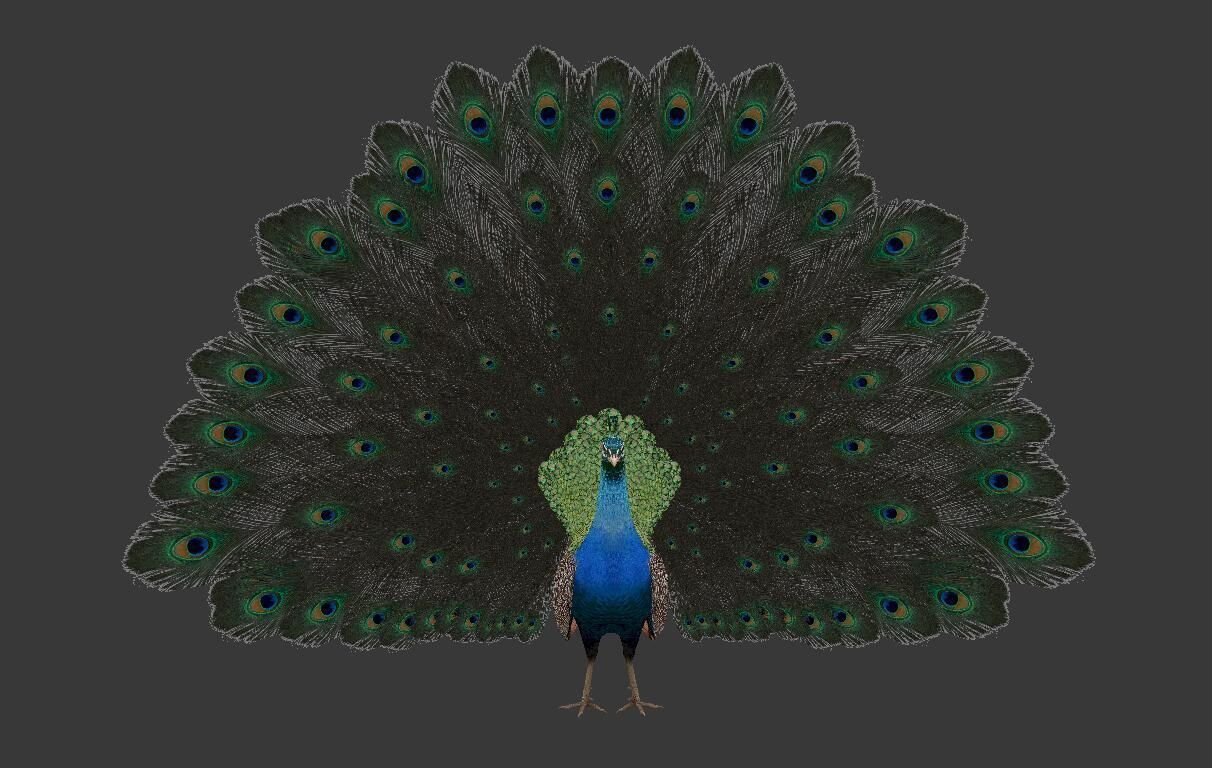 peacock Low-poly 3D model_1