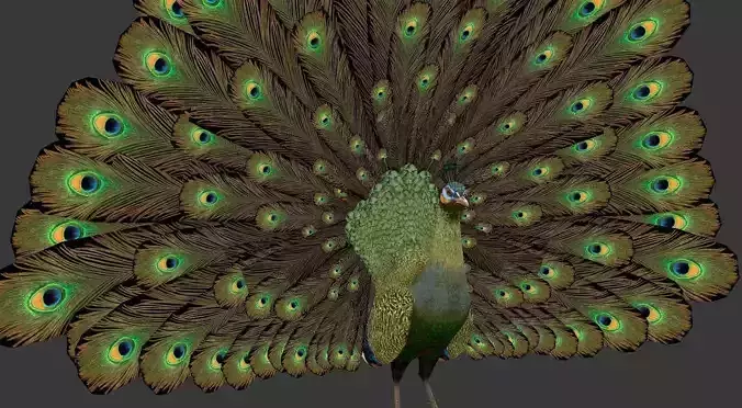green peacock Low-poly 3D model