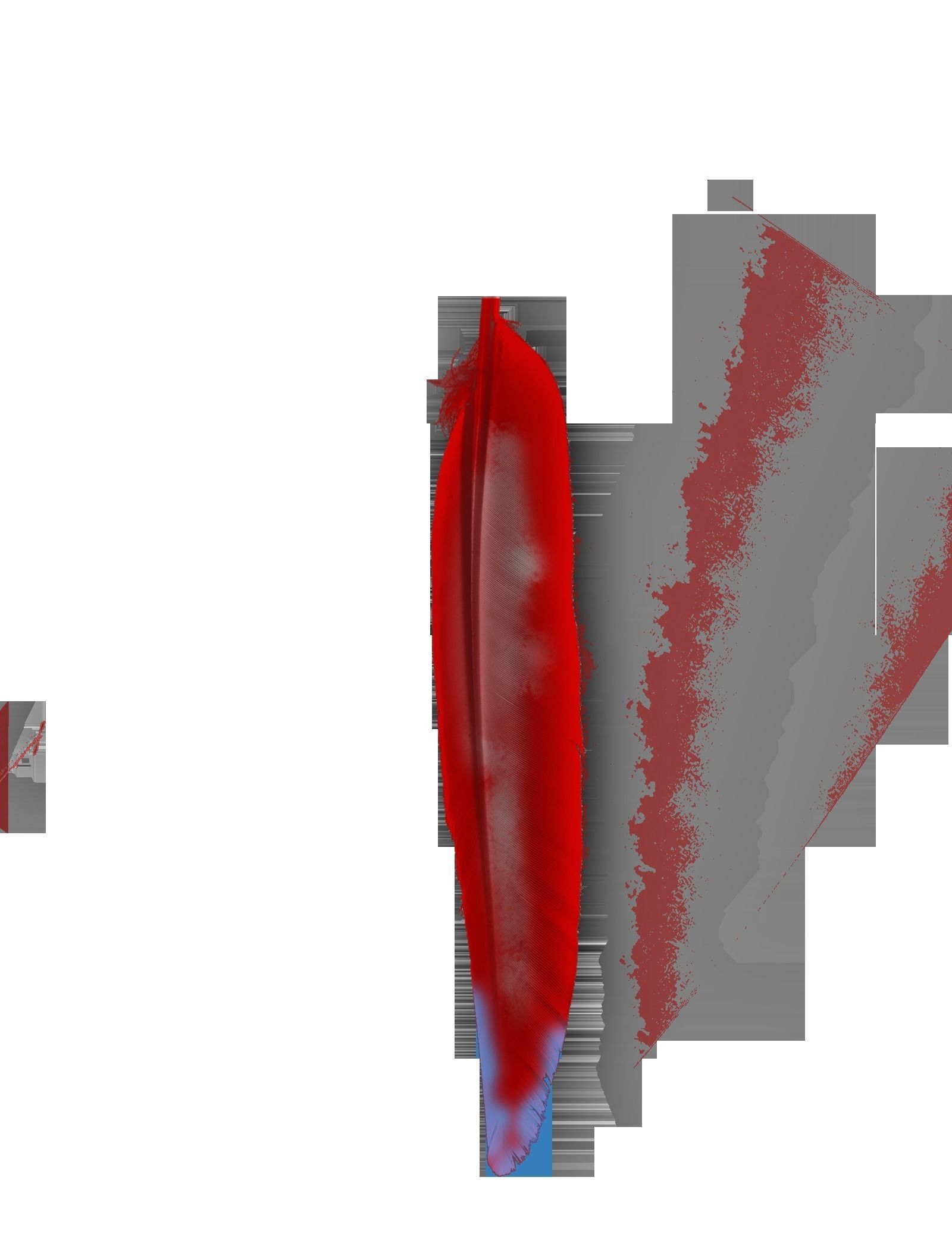 Macaw flying 3D model_26