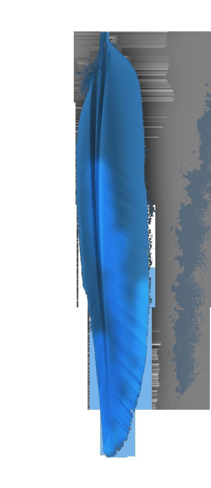 Macaw flying 3D model_19