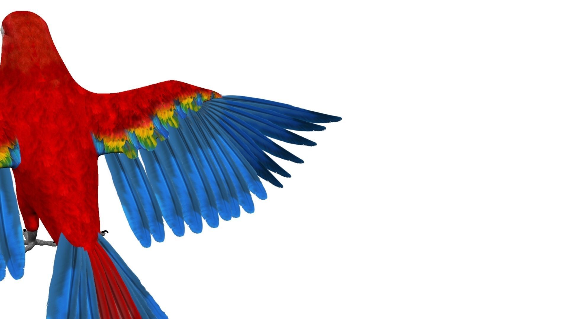 Macaw flying 3D model_6