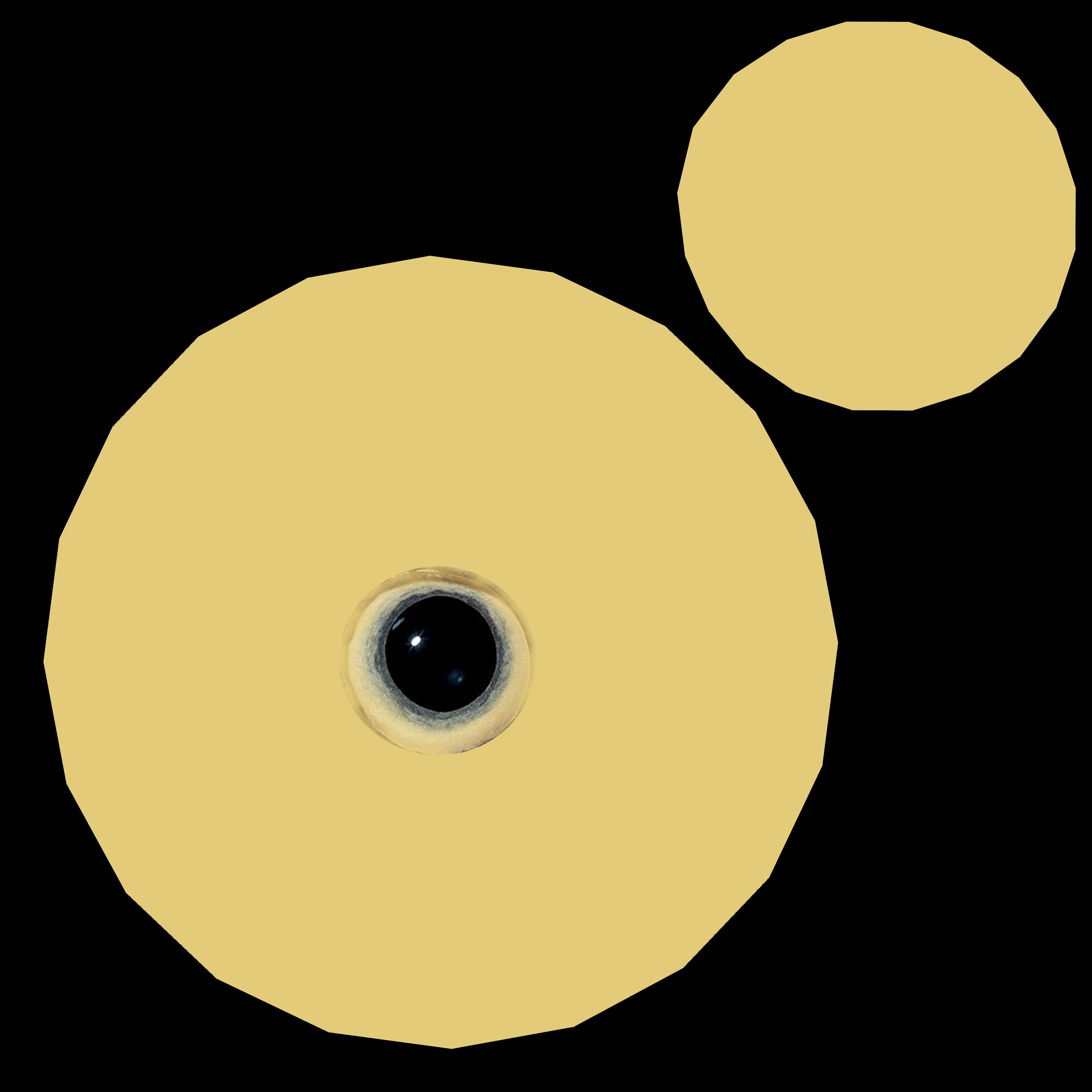 Macaw flying 3D model_21