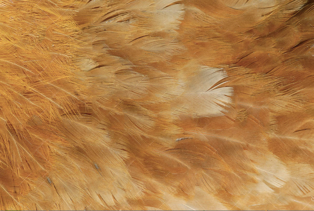 Macaw flying 3D model_20